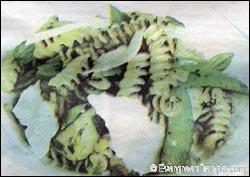 ফিউসিল্লি পাসতা