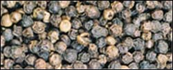 golmorich গোল মরিচ