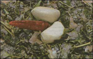 sojneshak