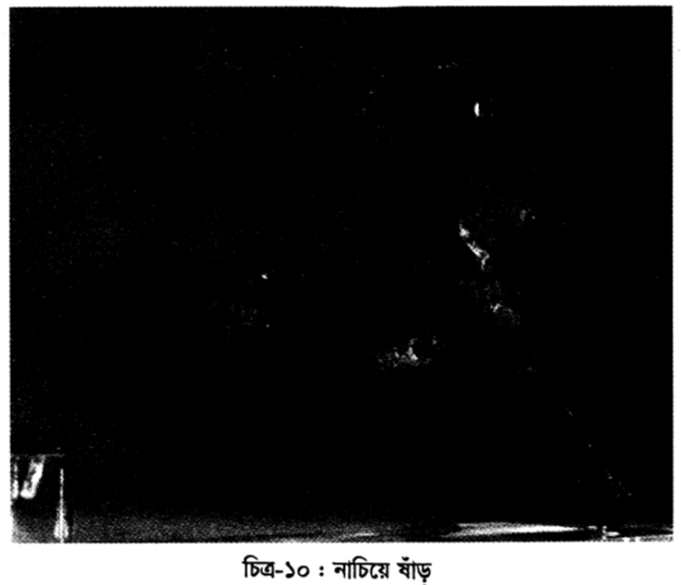 চিত্র-১০ : নাচিয়ে ষাঁড়